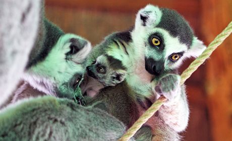 Vzácným lemurm hrozí vyhynutí (ilustraní foto).