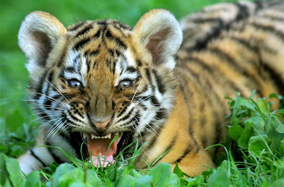 Mlád tygra ussurijského 