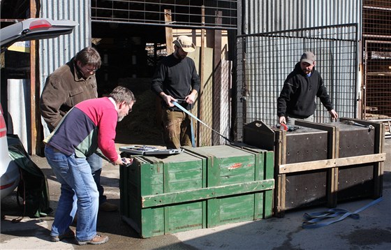Pracovníci zoo pipravují levhartici ii na transport do Irska. 