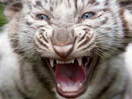 ELISTI. Mlád bílého tygra v argentinské zoo v Buenos Aires cení zuby. Jeho...