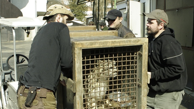 Pracovnci jihlavsk zoo nakldaj pepravn bednu s levhartic ii na vozk. 