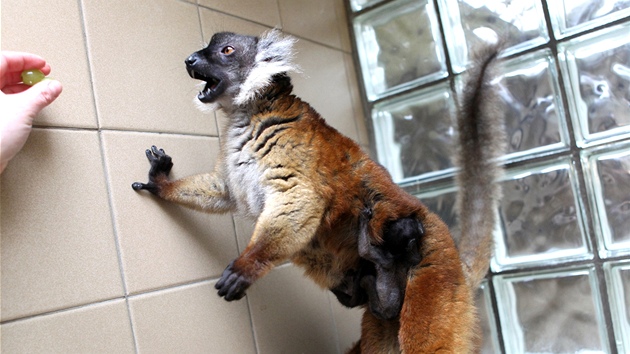 Lemur ern v jihlavsk zoo. Mld se dr matina koichu.