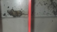 Zdechlina hlodavce u rozvaděče v elektrárně Fukušima (20. března 2012). Zdechlina hlodavce u rozvaděče v elektrárně Fukušima (20. března 2012).