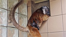 Lemur erný v jihlavské zoo. Mláata se drí matina koichu.