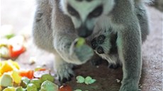 Lemur kata. I tyto opiky se o svá mláata píkladn starají. Matka je vtinou