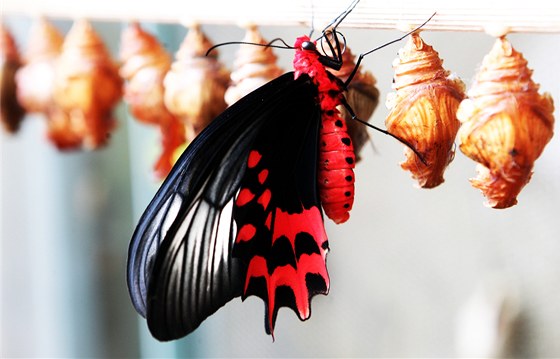 Motýli se líhnou z kukel pímo ve skleníku botanické zahrady. Pracovníci budou po celou dobu výstavy doplovat nové kukly.