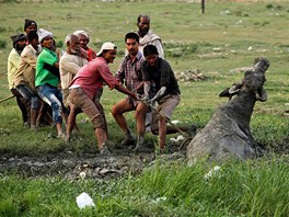 HEJ RUP. Indové se snaí zachránit býka, který uvázl v bahn.