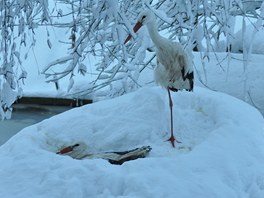 Samec se sice se samic v zahvn vajec std, ale v krizov situaci se