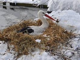 Po rychl vmn podestlky si samice u lebedila.