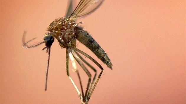 Komái penáí lutou zimnici, horeku dengue a západonylskou horeku.