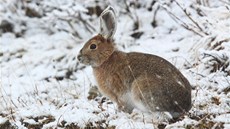 Zajíc měnivý (Lepus americanus) Zajíc měnivý (Lepus americanus)
