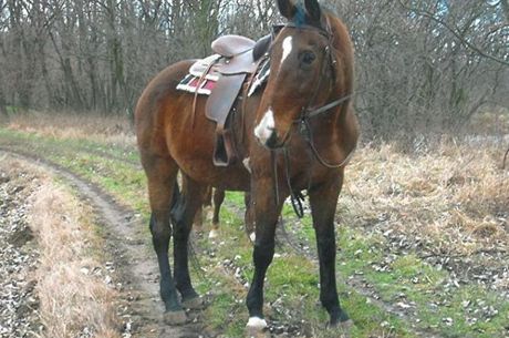 K ptadvacetileté eny nepeil ustájení u lapanického chovatele.