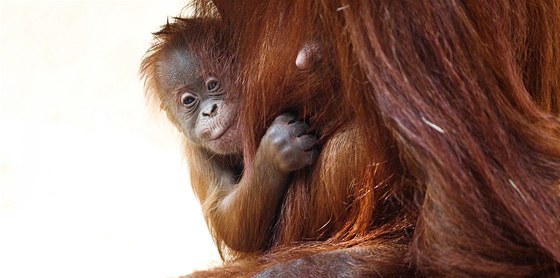 Orangutaní mlád v praské zoo se stále pevn drí své matky Mawar.