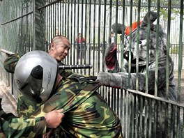 PLYÁK. Zamstnanci zoologické zahrady v ínském Tchaj-jüanu nacviují