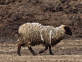 Tran ovce na farm v Bli nad Orlic na Krlovhradecku. 