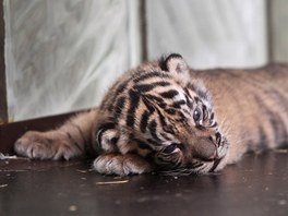 V jihlavské zoo se naposledy tygi sumatertí narodili v záí roku 1993,...