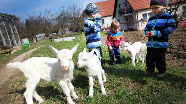 Blanenskmu chovateli se narodila koz tyata.