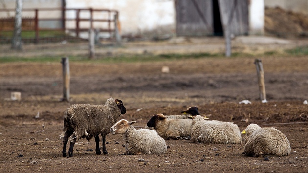 Týrané ovce na farm v Bli nad Orlicí na Královéhradecku. 