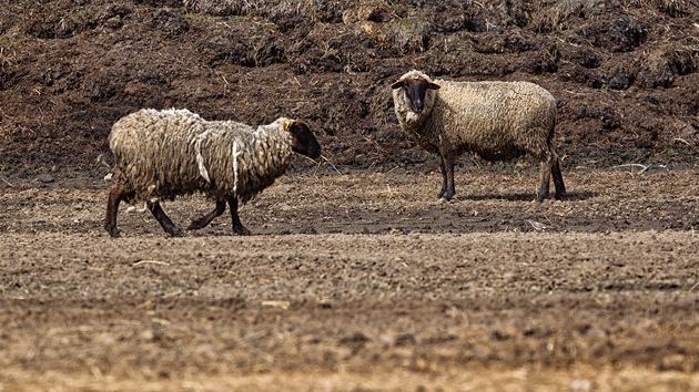 Tran ovce na farm v Bli nad Orlic na Krlovhradecku. 
