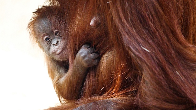 Orangutan mld v prask zoo se stle pevn dr sv matky Mawar.