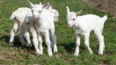 Blanenskému chovateli se narodila kozí čtyřčata. Blanenskému chovateli se narodila kozí čtyřčata.