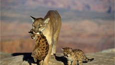 Puma americká s mláďaty Puma americká s mláďaty