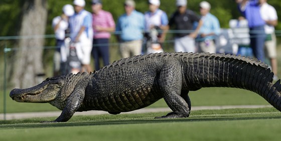 NEEKANÝ DIVÁK. Golfový turnaj v New Orleans naruil tínohý aligátor.