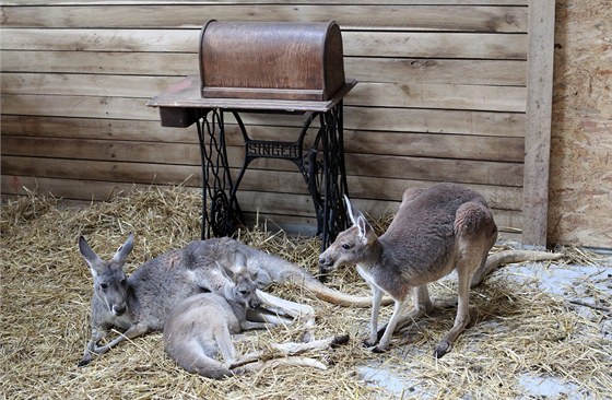 V jihlavské zoo se v sobotu slavnostn otevela Australská expozice s názvem