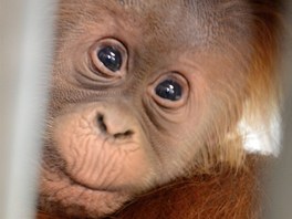 Orangutan md samice Mawar