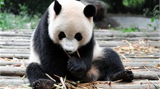 Panda velká patí nov mezi zranitelné druhy ivoich