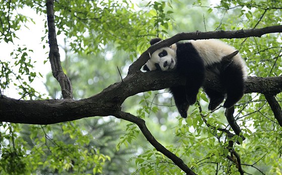 Panda velká patí nov mezi zranitelné druhy ivoich