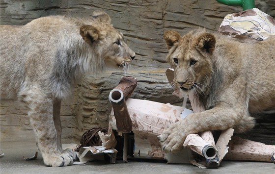 Pi oslav svých prvních narozenin dostali dva vzácní lvi berbertí v olomoucké