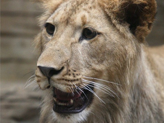 Odchova lvíat se v plzeské zoo nedaí. Lvici Blance se v ervenci narodila mrtvá mláata. Ilustraní snímek