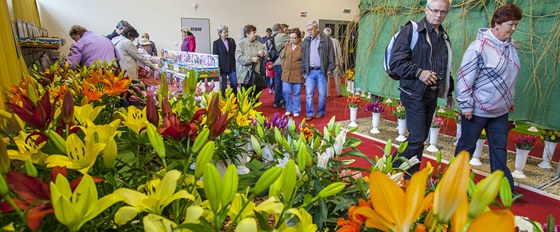 Ve výstavní hale je speciální expozice tulipán, narcis a lilií.