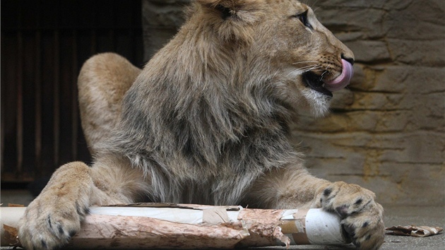 Pi oslav svch prvnch narozenin dostali dva vzcn lvi berbert v olomouck zoo na Svatm Kopeku na hran antilopu z lepenky. (2. kvtna 2013)