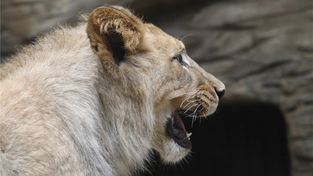 Pi oslav svch prvnch narozenin dostali dva vzcn lvi berbert v olomouck zoo na Svatm Kopeku na hran antilopu z lepenky. (2. kvtna 2013)