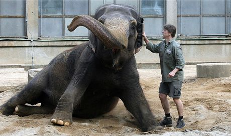 Souasný výbh a pavilon slon je zastaralý a nevyhovující.