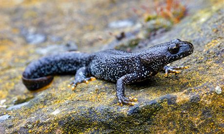 olek velký (Triturus cristatus)