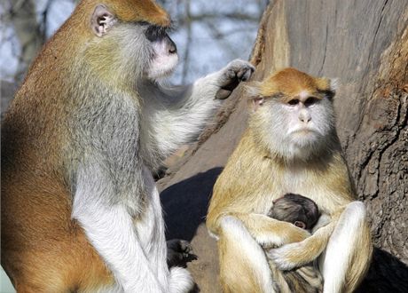 Rodinka kokodan husarských v zoo Ohrada u Hluboké nad Vltavou