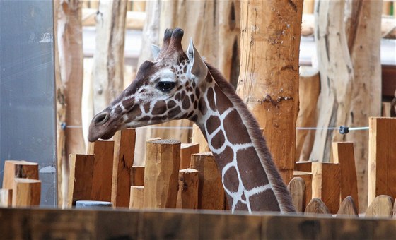 Píjezd irafích samc do jihlavské zoologické zahrady.