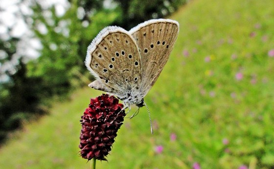 K nejcennjím druhm pírodní památky Pod lesem patí motýl modrásek okovaný.