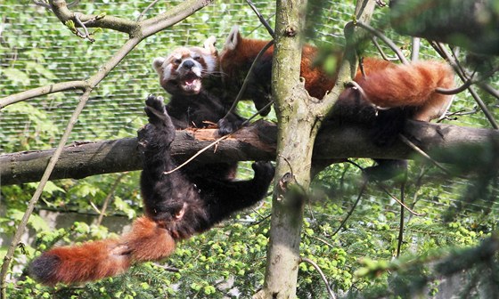 Pandy Kajínek a Nangwa v jihlavské zoologické zahrad. Podle chovatel se zatím