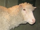 Prvnm savcem naklonovanm z dospl buky byla ovce Dolly v roce 1996. Na