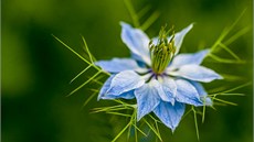 Černucha damašská (Nigella damascena), detail květu Černucha damašská (Nigella damascena), detail květu