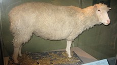 Prvním savcem naklonovaným z dosplé buky byla ovce Dolly v roce 1996. Na