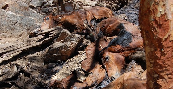 Divocí kon se na severu Austrálie pemnoili a trpí nedostatkem jídla a vody. 
