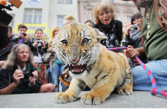 Principál cirkusu Jaromír Joo se v Plzni procházel se dvma tygry. Na vodítku