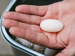 Zchlazováním nakladených vajec v prostedí vinotéky dosáhli chovatelé v praské...