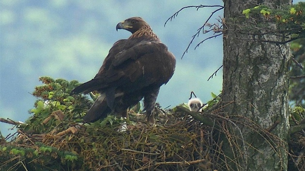 Pohled do hnízda s prvním mládtem orla skalního v tuzemské volné pírod po...
