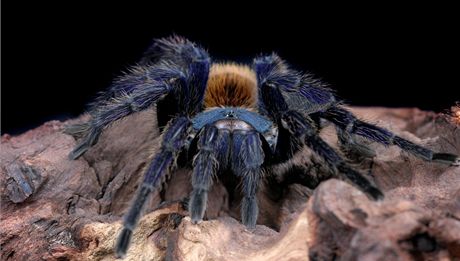 Na zákazníka britského Lidlu ekala mezi banány obí tarantule. Ilustraní